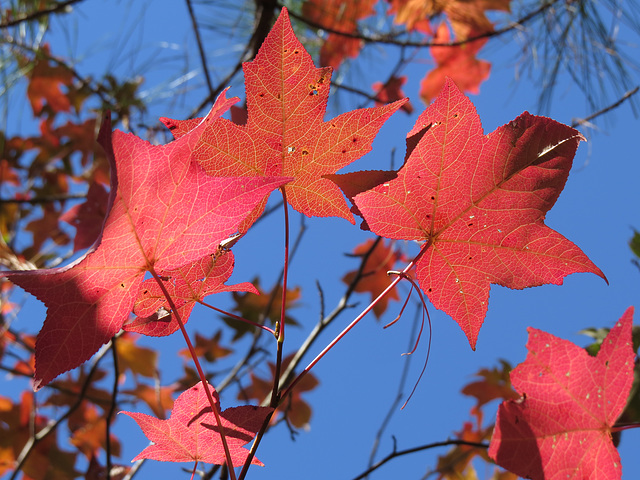 Sweet gum