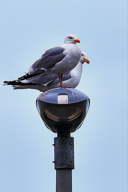 EOS 6D Peter Harriman 15 33 56 0156 Gulls dpp hdr