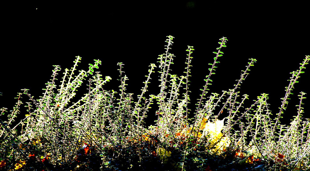 Leftovers, Leaves And Light