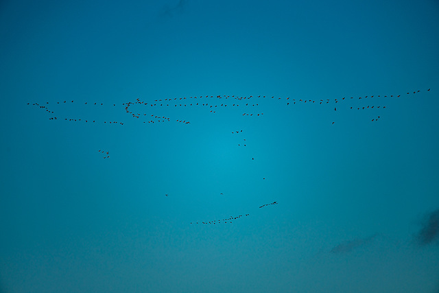 Geese flying high over the reserve.