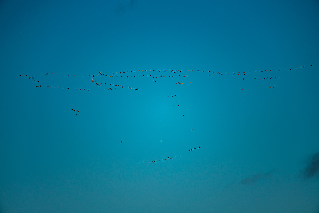 Geese flying high over the reserve.