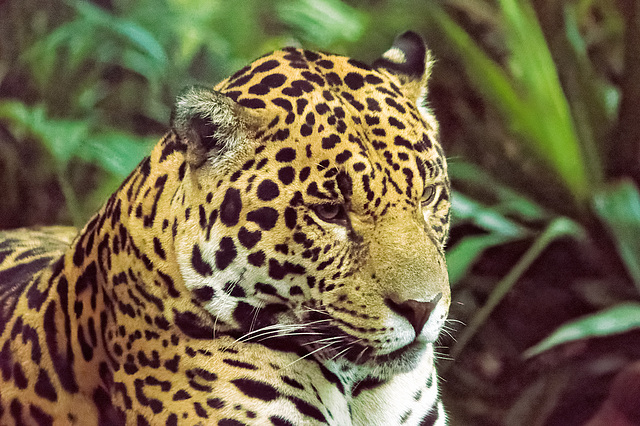 Jaguar (1)