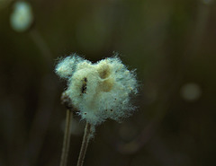 Seed Head 6