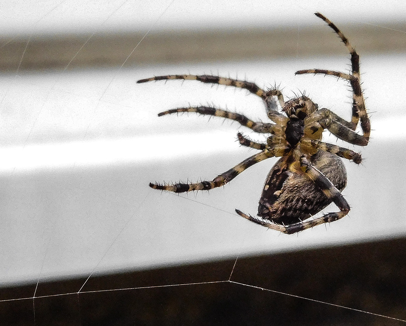 Climbing spider