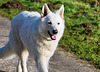 Schweizer Schäferhund am Weiher