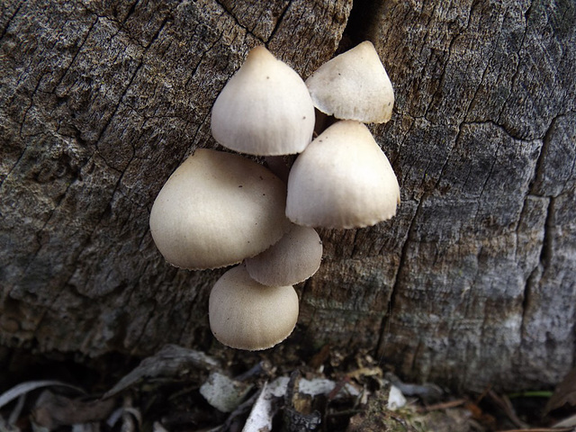 Mycena clarkeana