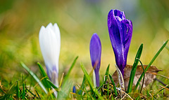 Die Krokusse leuchten neben dem Bach :))  The crocuses are shining next to the brook :))  Les crocus brillent près du ruisseau :))