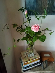The rose of today