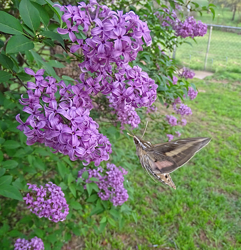 White Lined Sphinx Moth (Hyles lineata) on Lilac