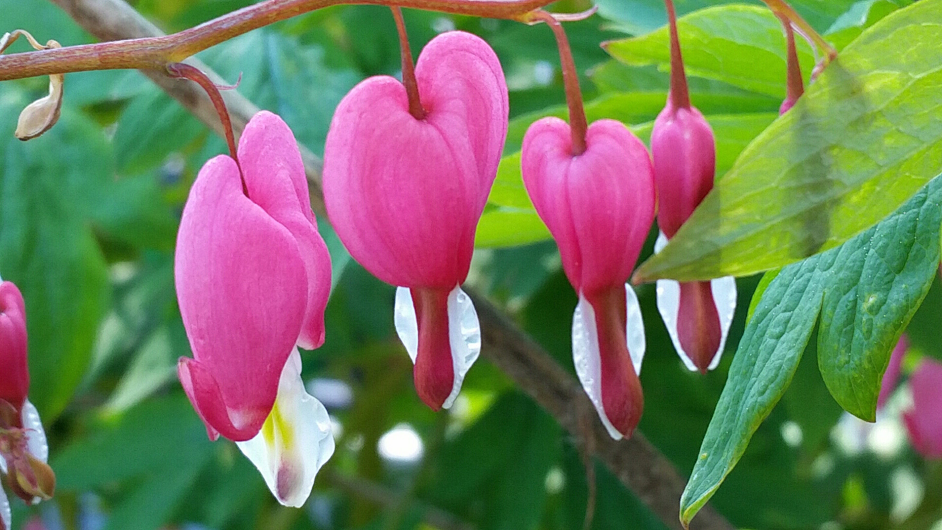 Bleeding Heart May 2015