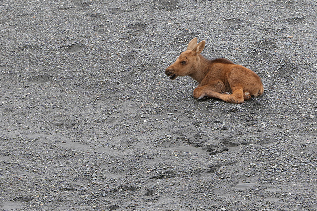 Baby Moose