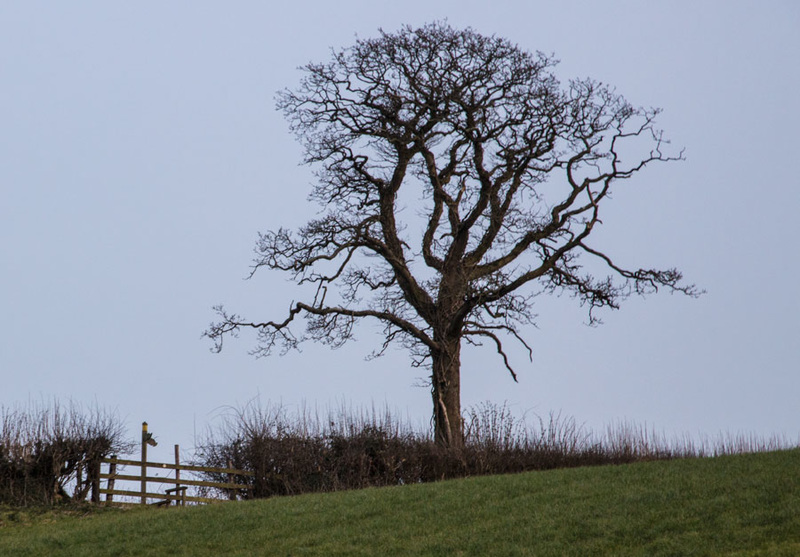 turn right by the oak tree