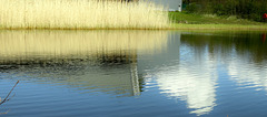 Lakeside Reeds and Grasses