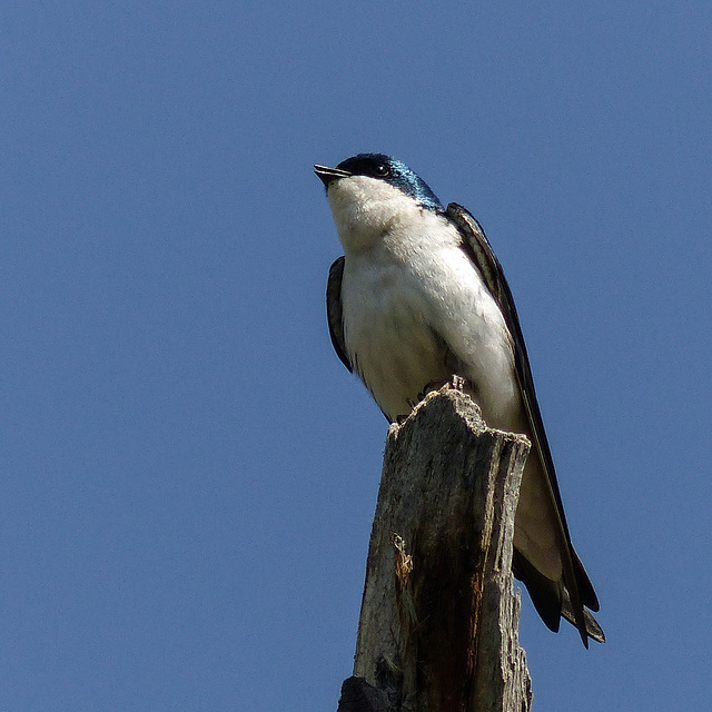 Perched in the sun