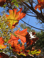 Southern red oak