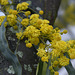 Acacia retinodes, Mimosa  DSC1566