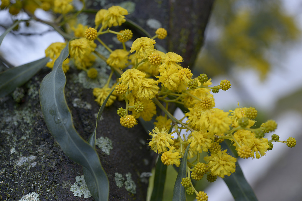 Acacia retinodes, Mimosa  DSC1566