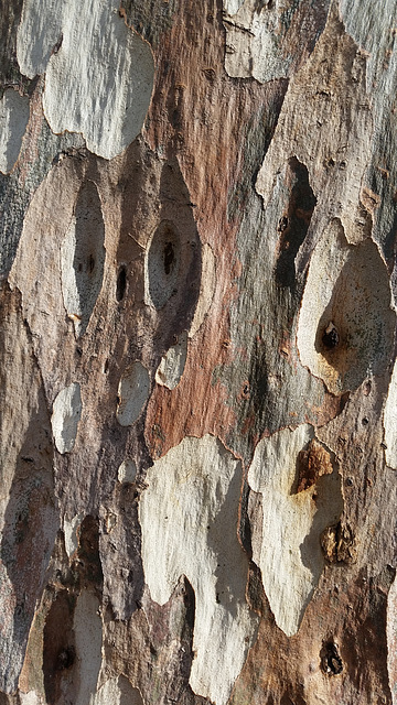 tree trunk