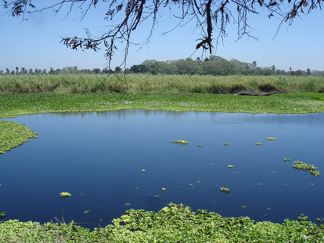 Andador laguna del tule / No-5