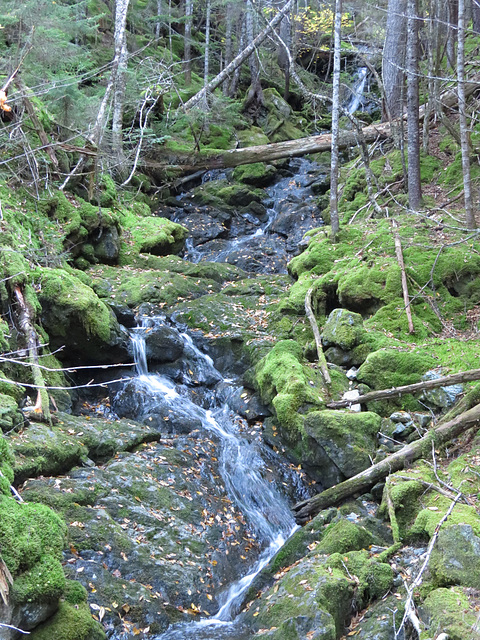 A small stream in Fundy National Park
