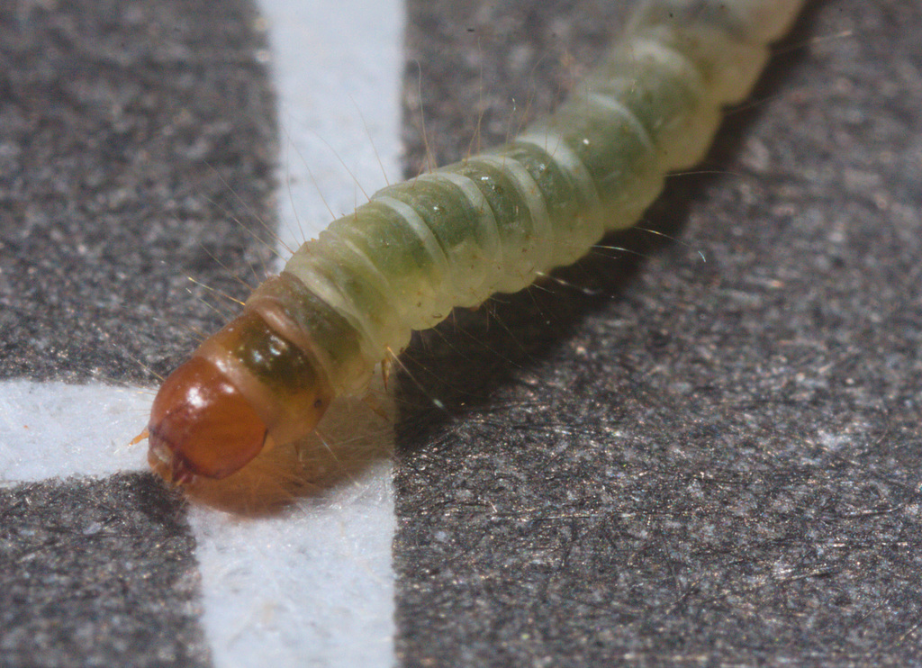 CaterpillarIMG 1838