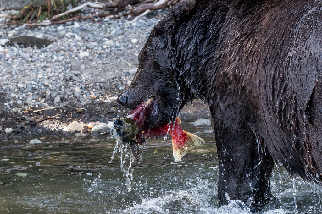 Brown bear in Kamchatka