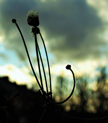 Seed Head 5