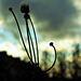 Seed Head 5