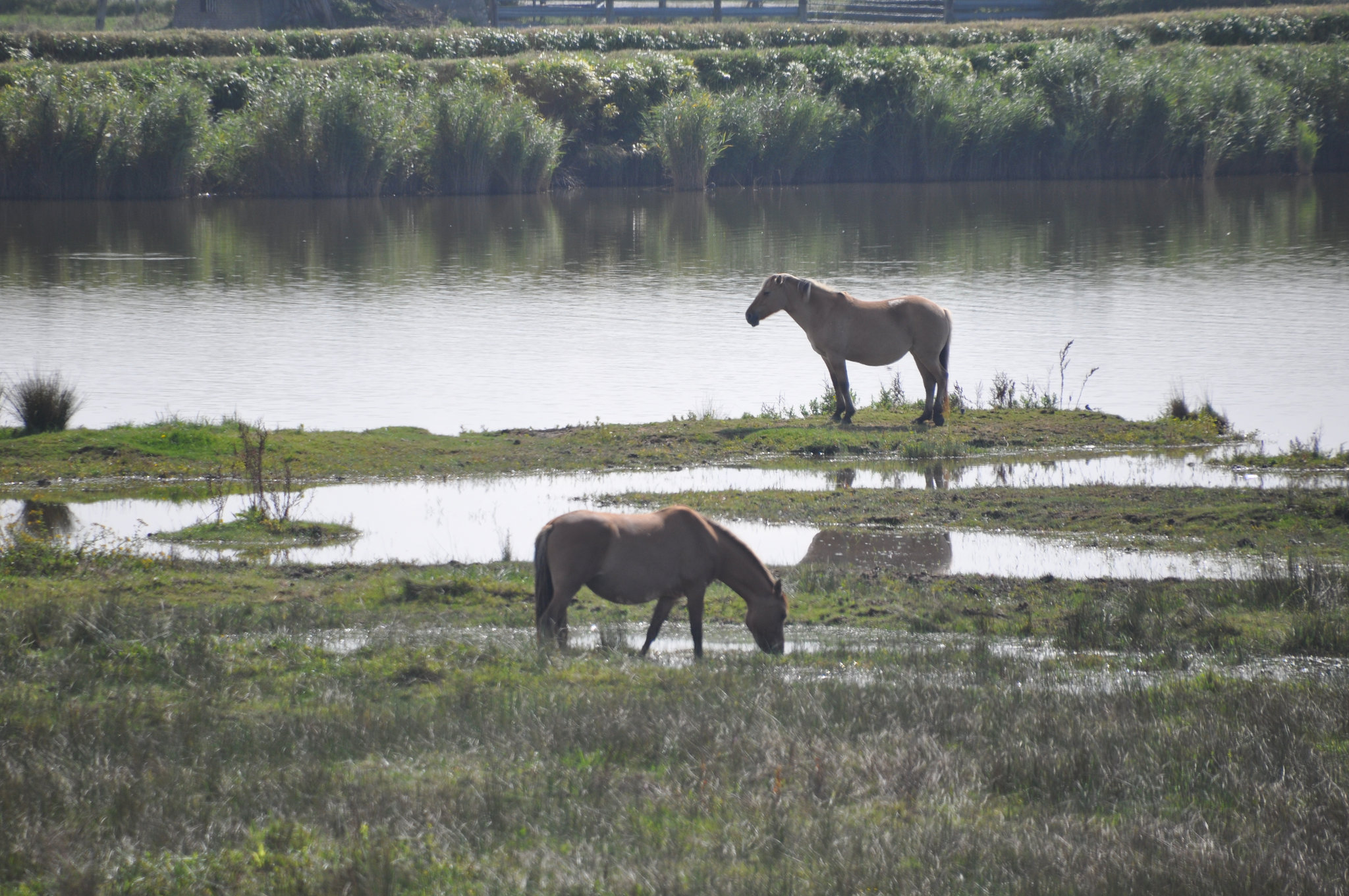 Baie de Somme