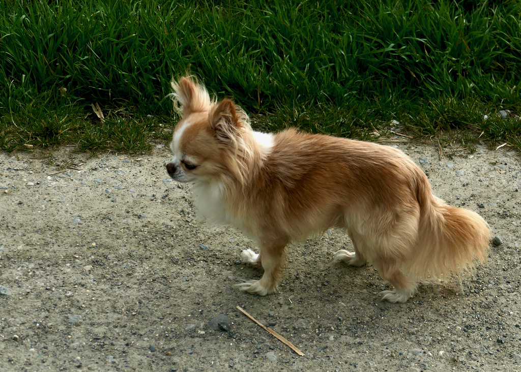 Pekinese am Weiher