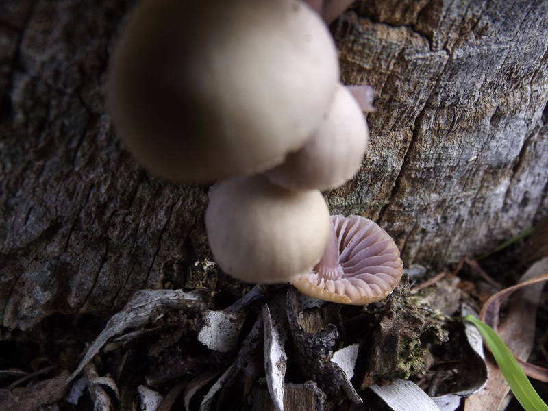 Mycena clarkeana