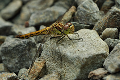 Sympetrum vulgatum♀