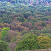 Kinder bank wood (middle from Hill Houses)