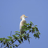 Cattle egret