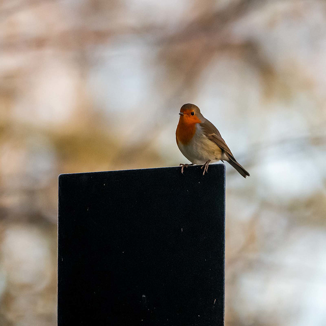 Robin