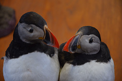 stuffed puffins