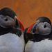 stuffed puffins