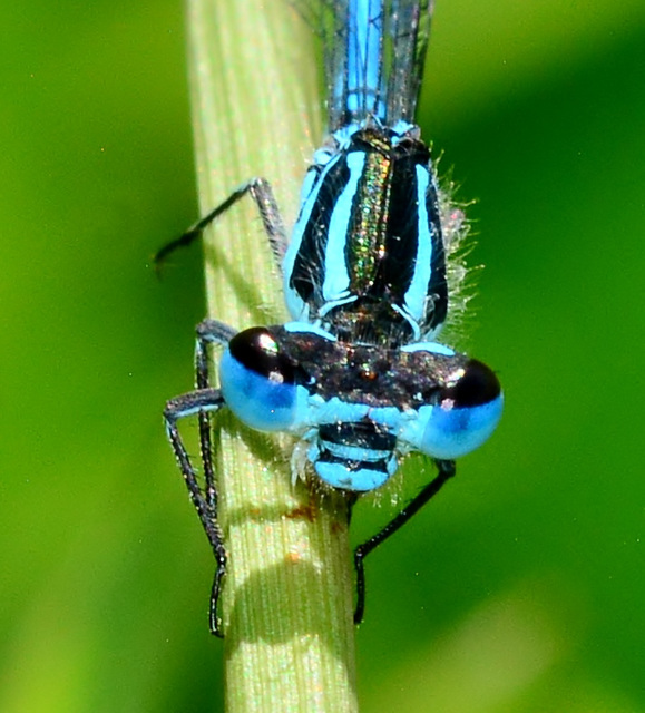 Azure Damselfly. Coenagrion puella. Male