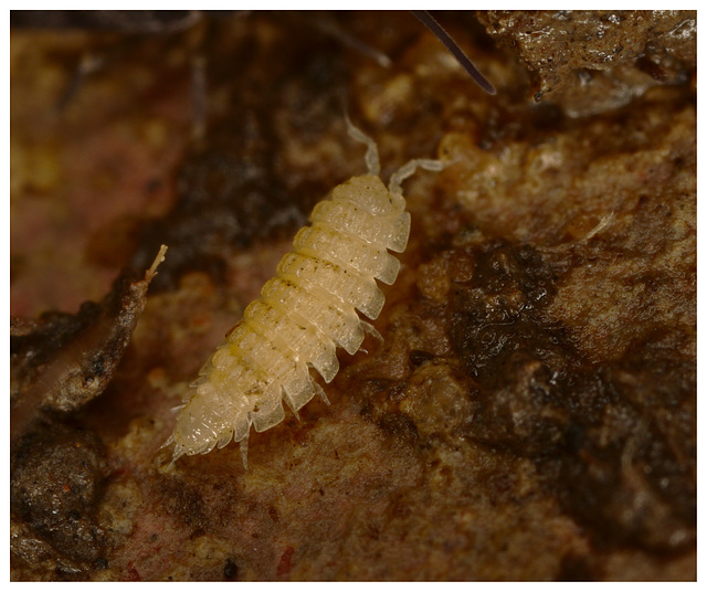 Woodlouse EF7A2425