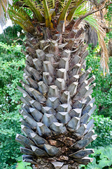 Hortus Botanicus 2018 – Palm