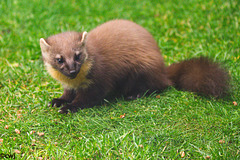 Pine Marten at close range.