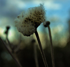 Seed Head 4