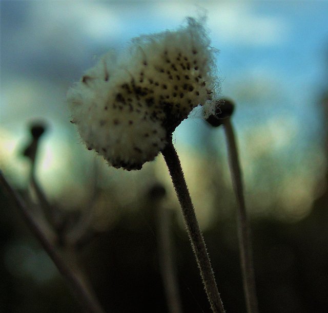Seed Head 4