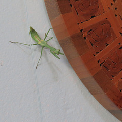 Praying mantis by Mayan calendar