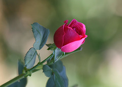 Rose du jardin (rescapée de la sècheresse)