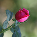 Rose du jardin (rescapée de la sècheresse)