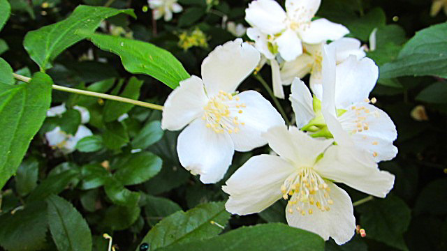 Flowers In The Hedge