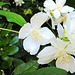 Flowers In The Hedge