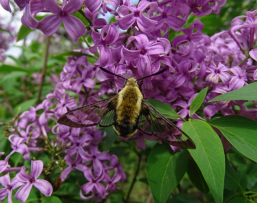 Snowberry Clearwing Moth (Hemaris diffinis) on Lilac