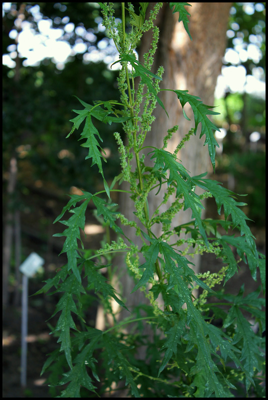 Urtica cannabina (2)